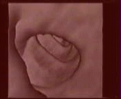 image courtesy of Dr P. Byrne